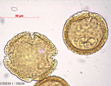 Abelia grandiflora - lame n° 27854